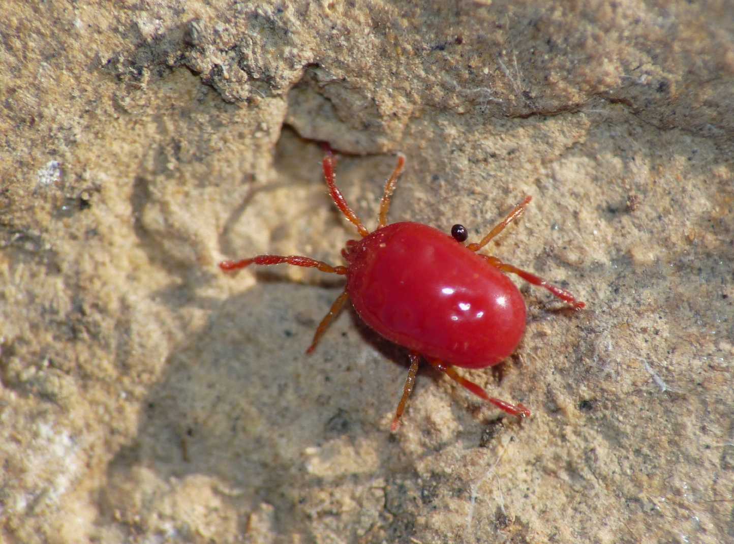 Erythraeidae